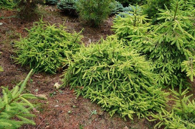 

Picea abies Honey Pot C-10