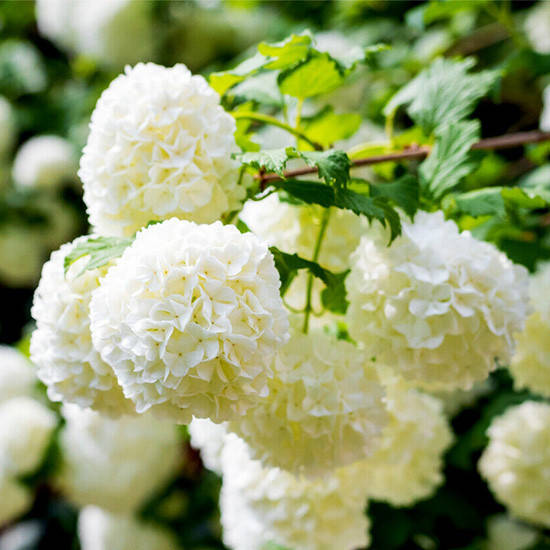 

Калина обыкновенная Розеум / Viburnum Roseum / C3 / 60-80
