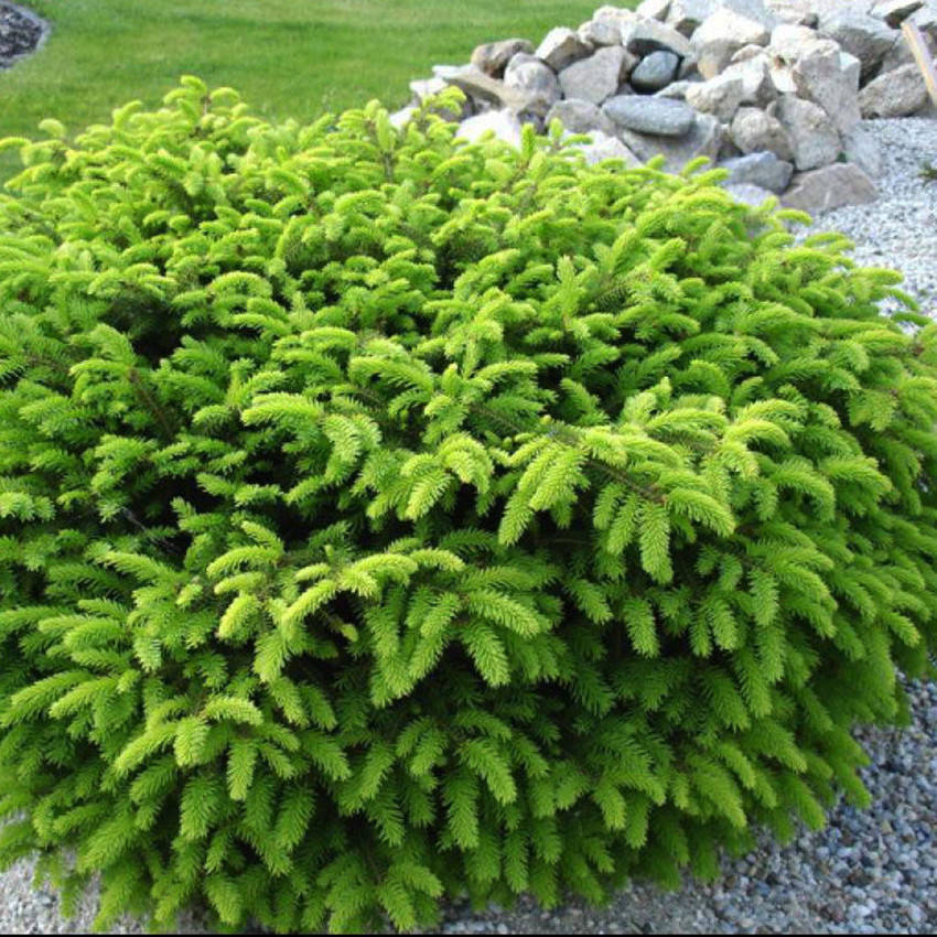 

Ель обыкновенная Нидиформис / h 25-35 / Picea abies Nidiformis