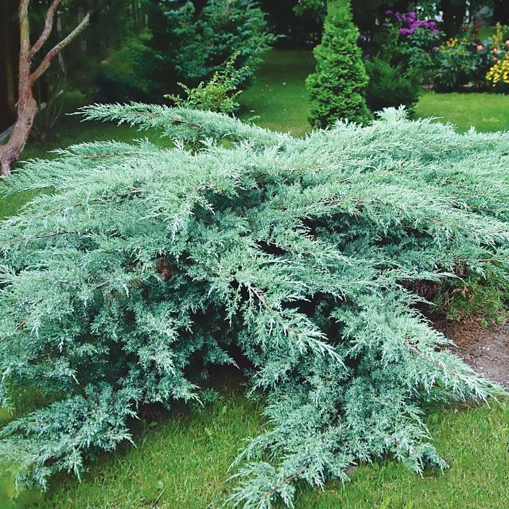 

Саженцы Можжевельника виргинского Грей Оул (Juniperus virginiana Grey Owl) Р9