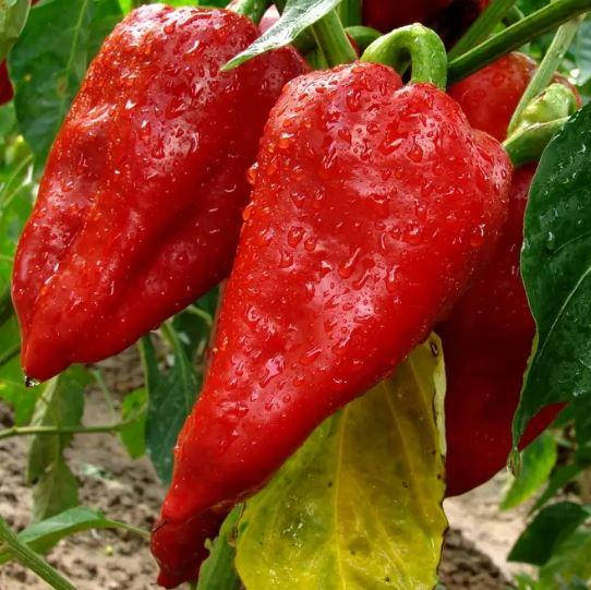 

Перец Подарок Молдовы (Фасовка: 0,5 г)