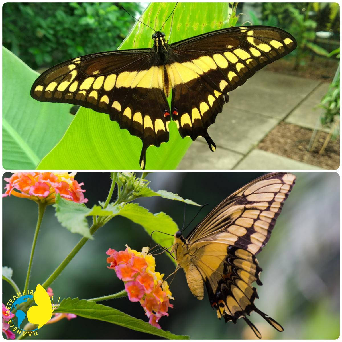 

Живая тропическая бабочка Papilio thoas