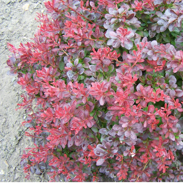 

Барбарис Тунберга Атропурпуреа