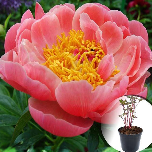 

Пион в горшке Pink Hawaiian Coral