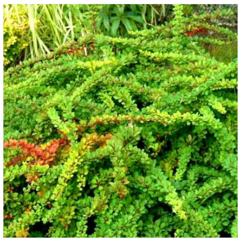 

Барбарис тунберга Грин карпет