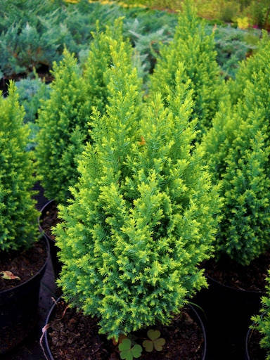 

Кипарисовик Элвуди Голд \ Chamaecyparis l.Ellwooii Gold ( 1.5л 20-25см) саженцы