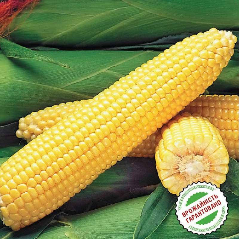 

Кукуруза сахарная Оверленд F1 50 семян (Syngenta)