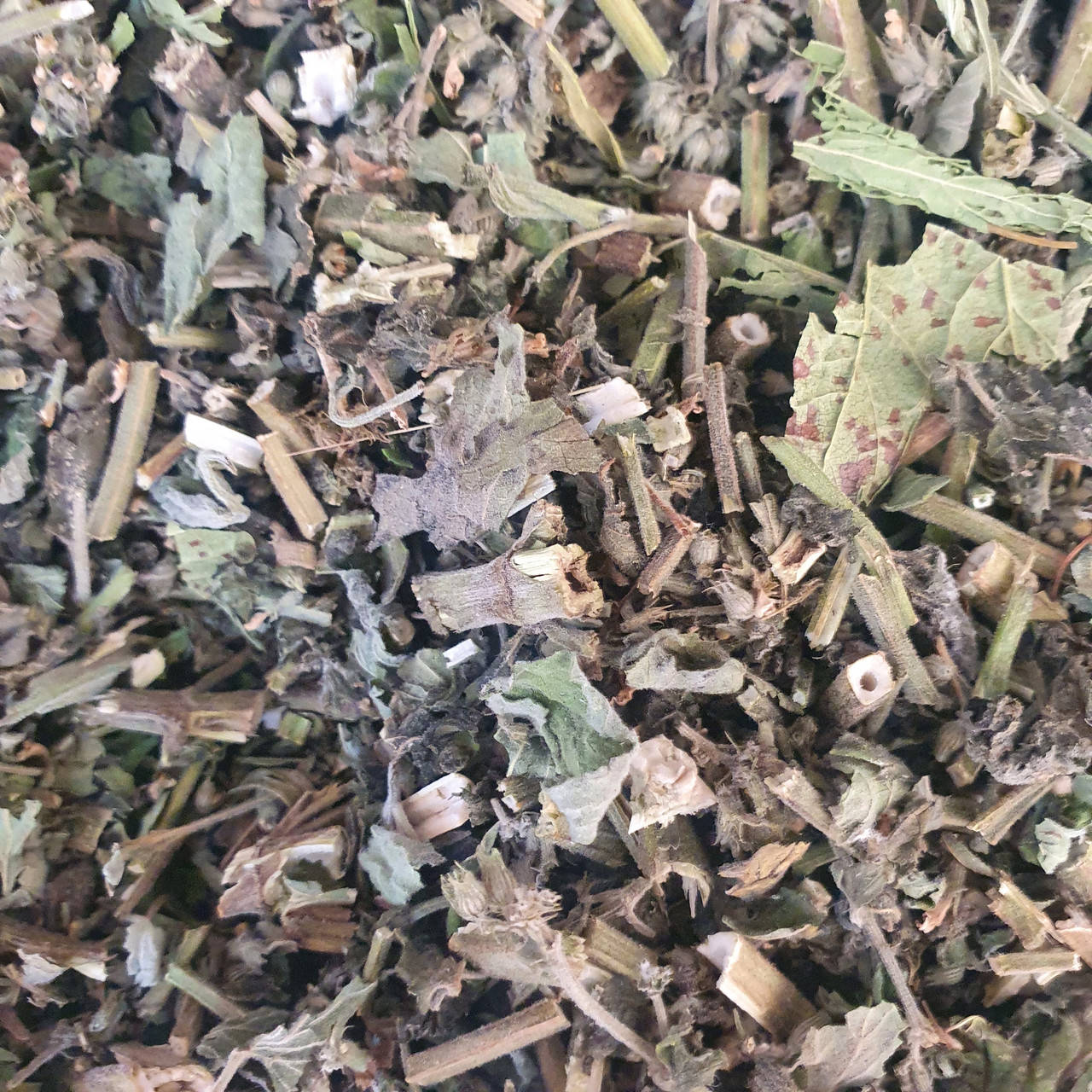 

Котовник/кошачья мята трава 50 гр. (Свежий урожай) лат. Népeta catária, Серый