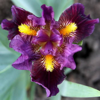 

Ирис карликовый Zap