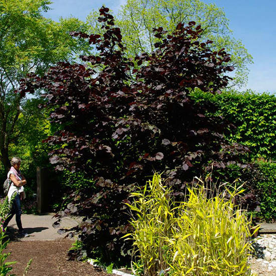 

Лещина большая Пурпуреа / Corylus max Purpurea / h 80-100