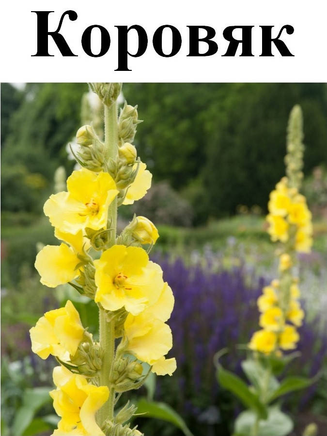 

Коровьяк, трава сухая, 20 грамм