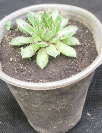 

Молодило Алсо моро. 1 розентка в контейнере Д5.