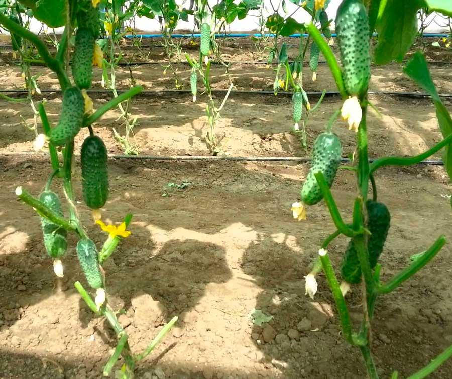 

Огурец Эколь F1 10 семян (Syngenta)