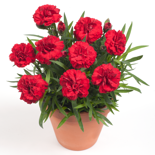 

Гвоздика Оscar Dark Red в горшке 0.4л