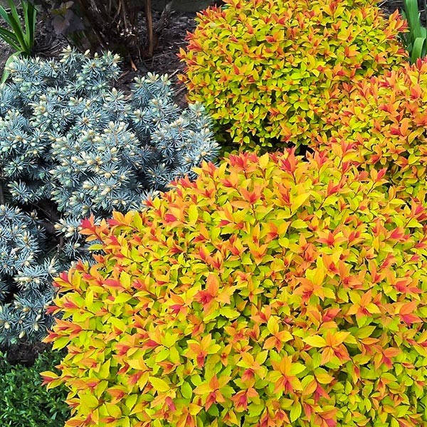 

Спирея японская голдфлейм, Spiraea japonica Goldflame