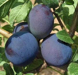 

Саженцы сливы без косточки КОНКВЕСТ позднего срока (двухлетний)