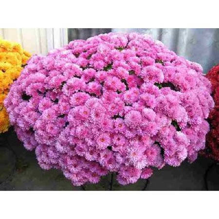 

Хризантема мультифлора Belgo Lilac (Белго Лилак). В контейнерах Д5.