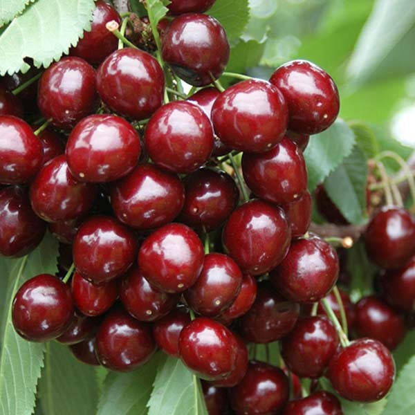 

Саженцы черешни СВИТ ВАЛЕНТАЙН позднего срока (двухлетний)