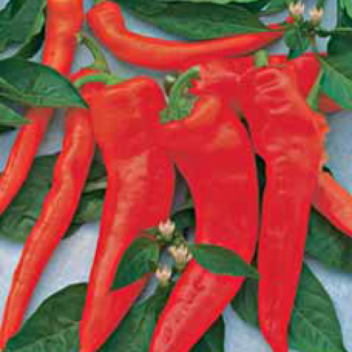 

Перец горький “Бараний рог”