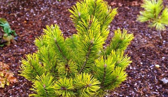

Pinus mugo Golden Globe C-10