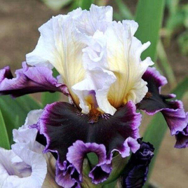 

Ирис бородатый Enjoy the Party (корневища), Красный