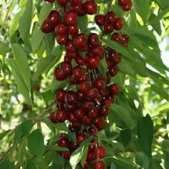 

Черешня колоновидная Хелена