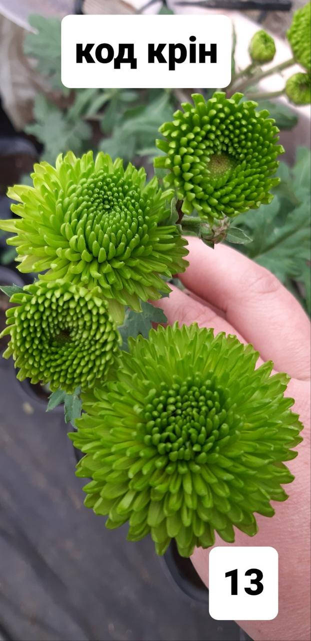 

Хризантема веточная (черенок Код Крин №13