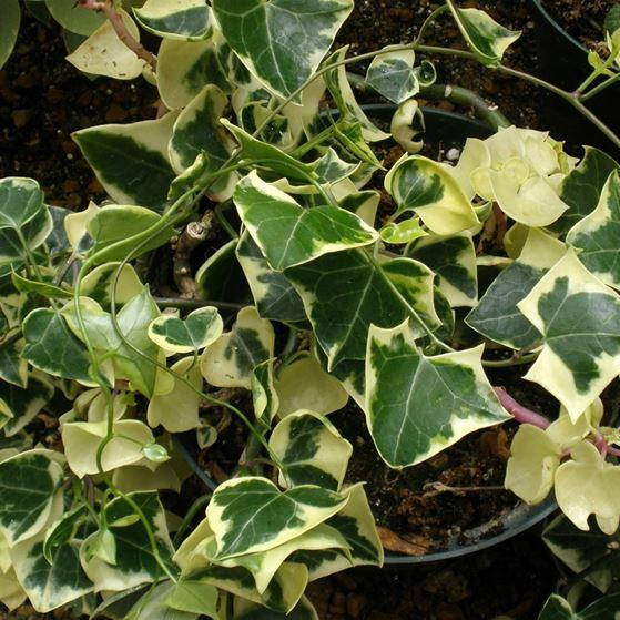 

Крестовник крупноязычковый вариегатный, Senecio macroglossus, Разные цвета