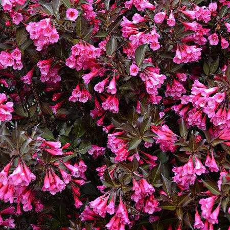 

Вейгела цветущая Александра, Weigela florida Alexandra