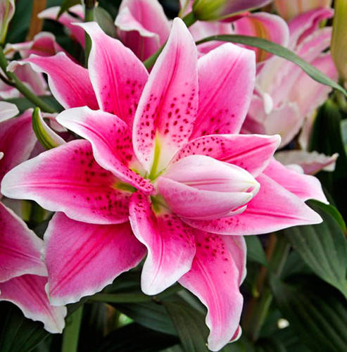 

Луковицы Лилия Roselily Natalia