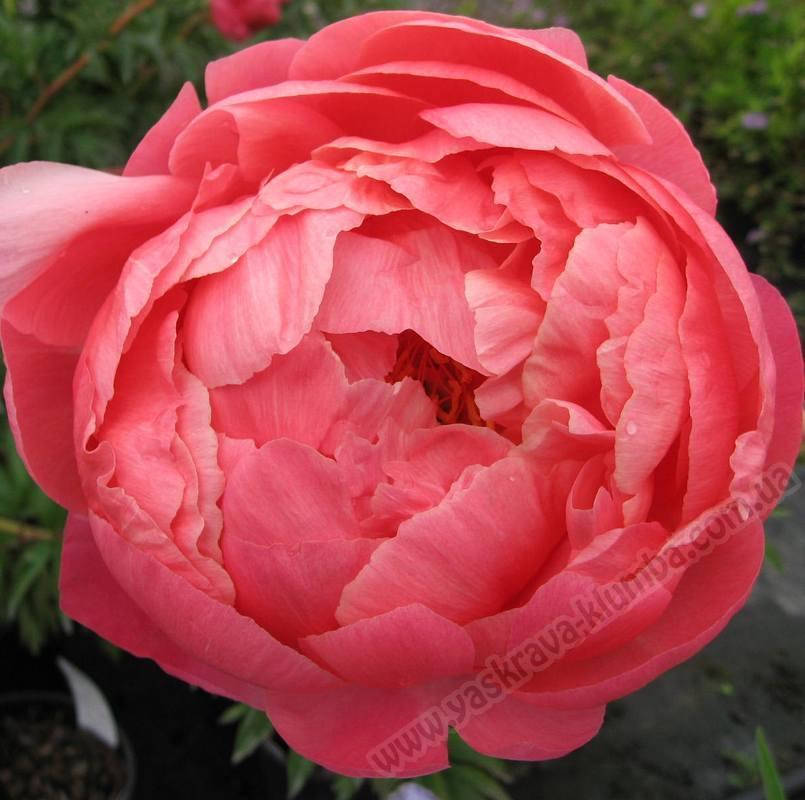 

Пион молочноцветковый Коралл Шарм (Coral Charm)