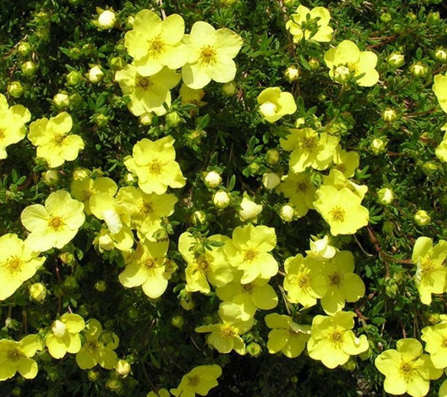 

Лапчатка Саттерс Голд Sutter's gold, 15 - 20 см, 2-летка