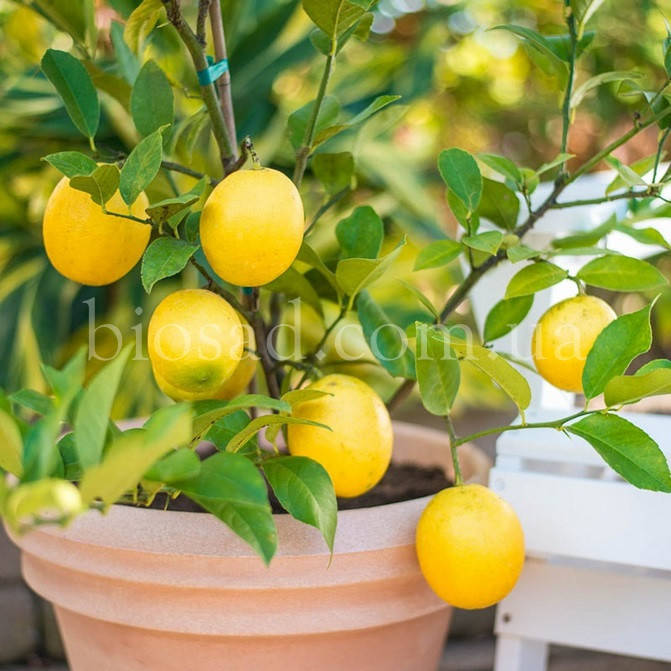 

Лимон Мейер (Meyer)