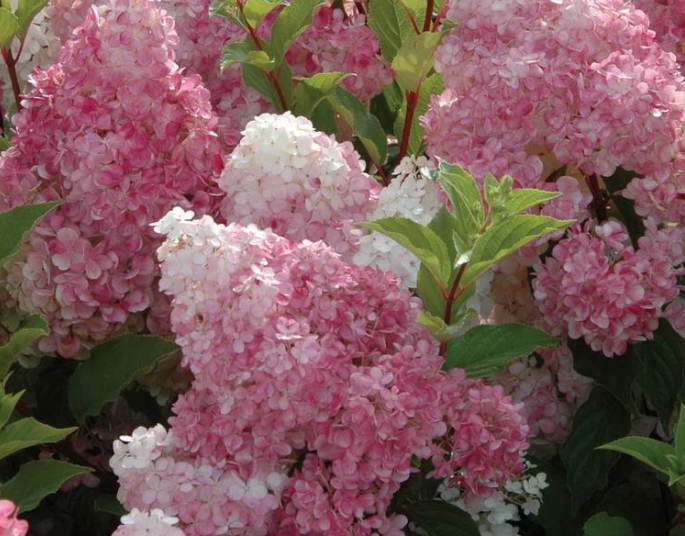 

Гортензия метельчатая Vanille Fraise(Ванила Фрейз)