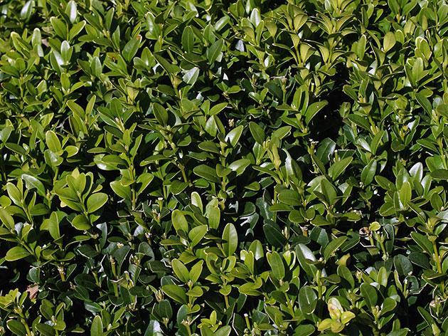 

Самшит вечнозеленый С5 (BUXUS SEMPERVIRENS)