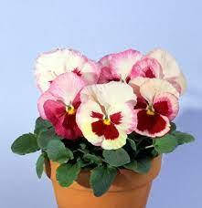 

Виола Acquarelle 10 шт Farao Италия Strawberry Orchid