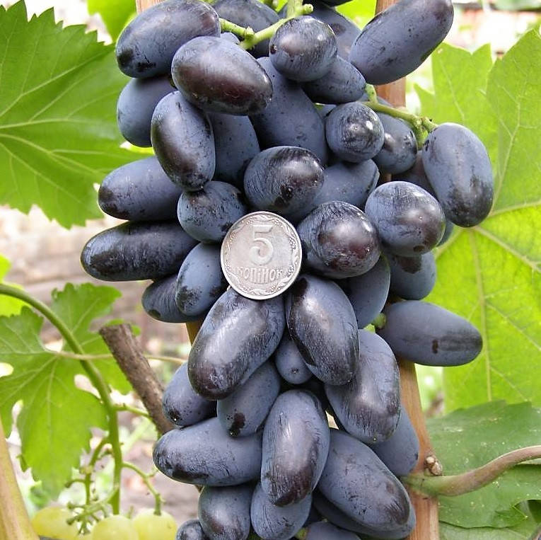 

Виноград Байконур (черенки)