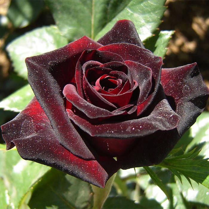 

Блэк Баккара (Black Baccara)