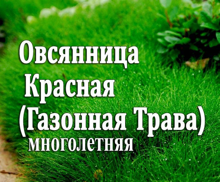 

Семена Овсянница Красная (Газонная трава), 1 кг (на развес)