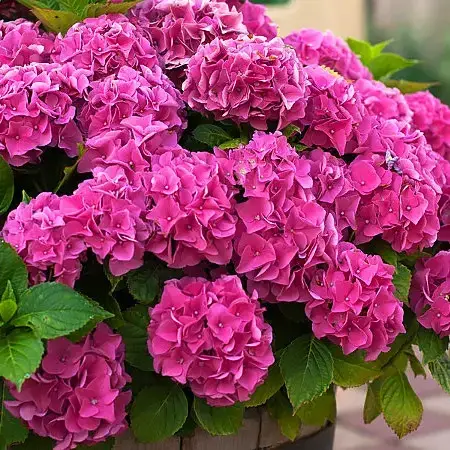 

Гортензия "РОЗОВОЕ ЧУДО" крупнолистная (Hydrangea arborescens `Pink Wonder`) / Саженцы