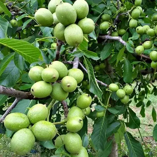

Грецкий орех "Идеал" / 3 года / Саженцы / Премиум качество
