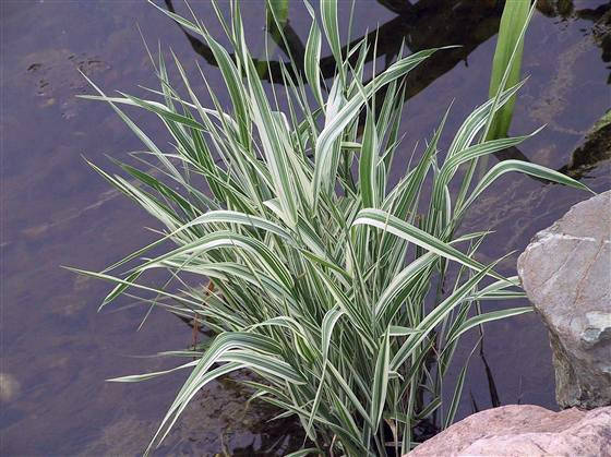 

Двукисточник тростниковый (Phalaris arundinacea)