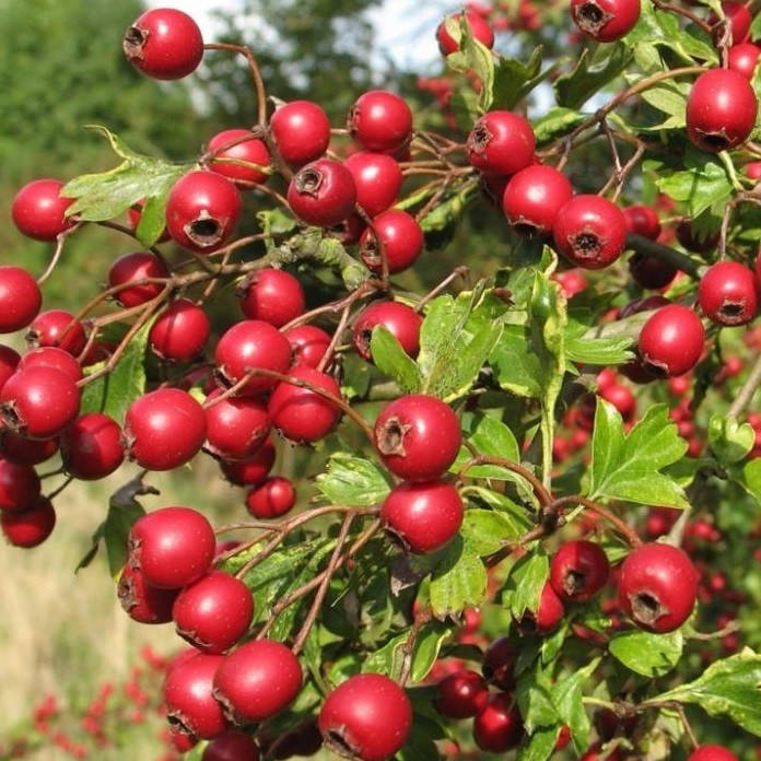 

Саженцы БОЯРЫШНИКА АРНОЛЬДА (двухлетний) привитой