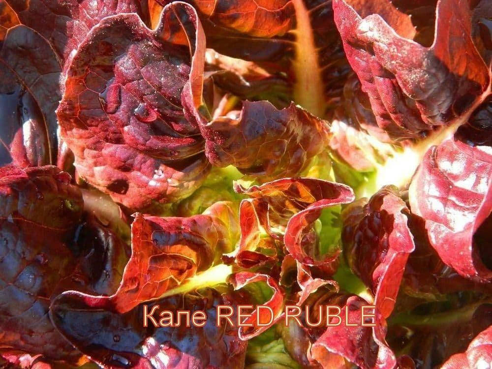 

KALE Сорт *Red Ruble*
