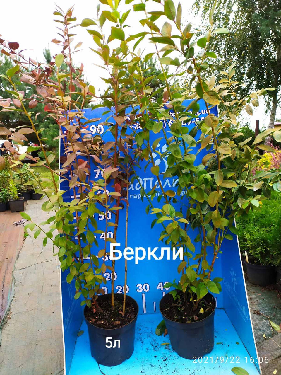 

Беркли голубика саженцы 4хлетние