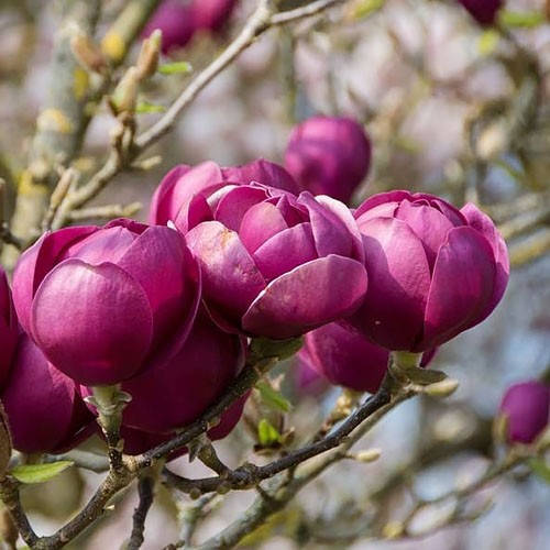 

Магнолия Black Tulip