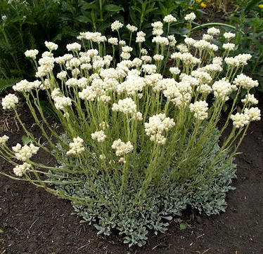 

Кошачья лапка , Антеннария альпийская