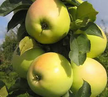 

Яблоня Милениум Голд. (М26). (вв). Летний сорт