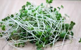 

Семена горчицы 500г