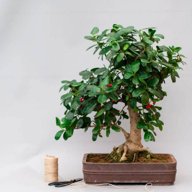 

Падуб Ilex Cornuta 5 сем Бонсай